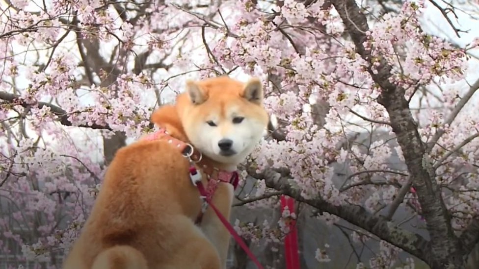 How the cherry blossom season boosts Japan's economy