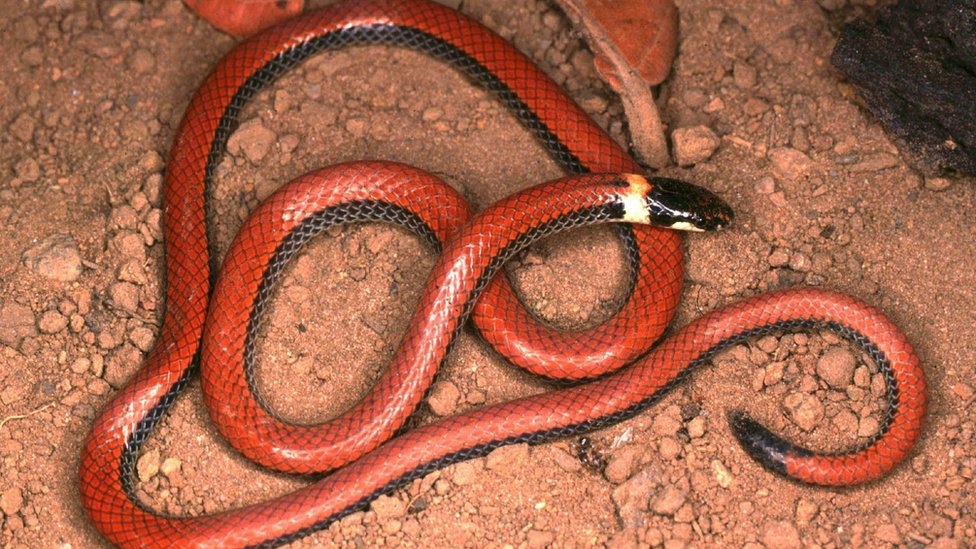 Seis tipos de jararaca e cobra 'exclusiva': Veja quais são as serpentes  mais comuns no TO, Tocantins