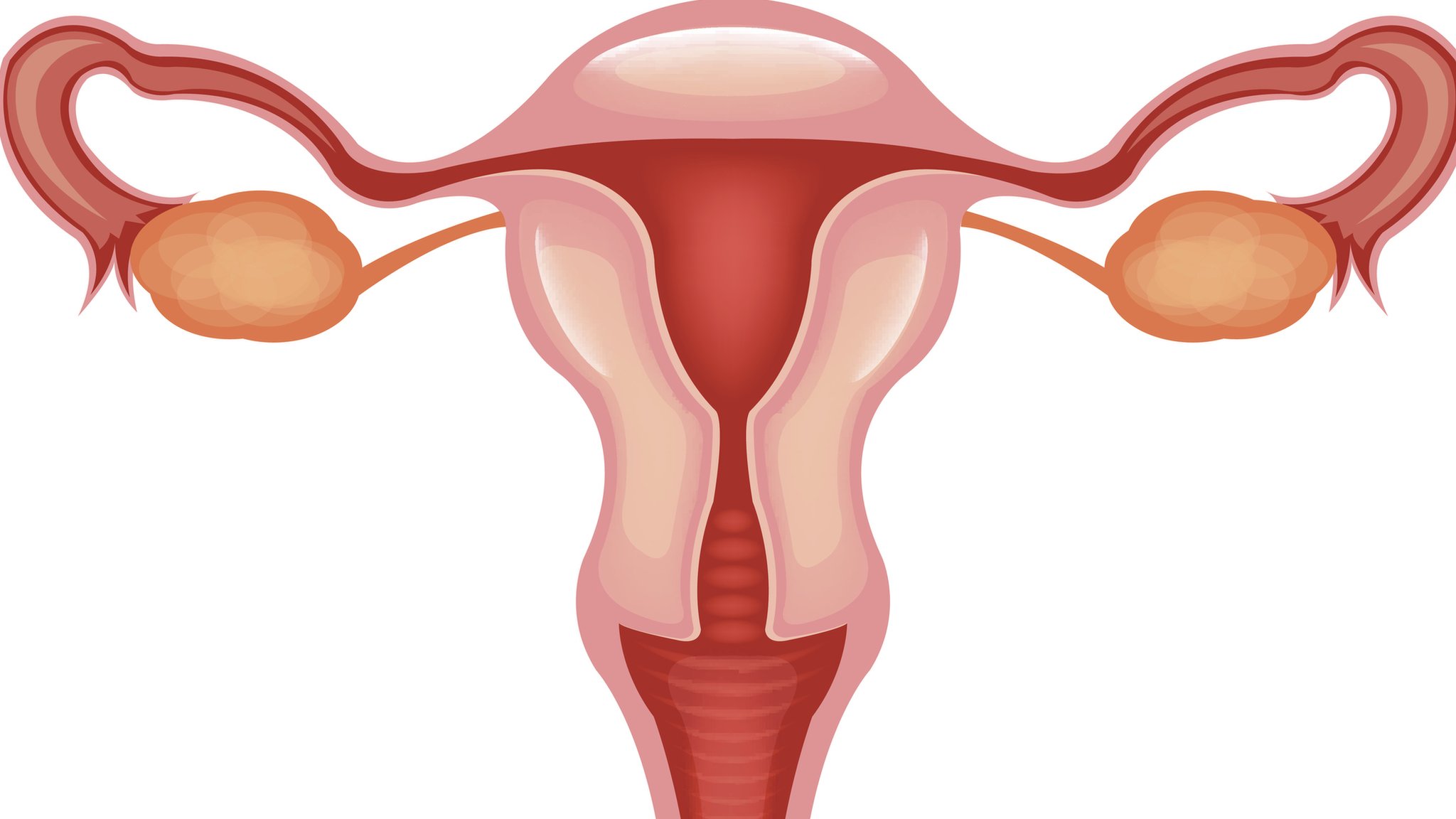 Terms For Menstrual Cycle