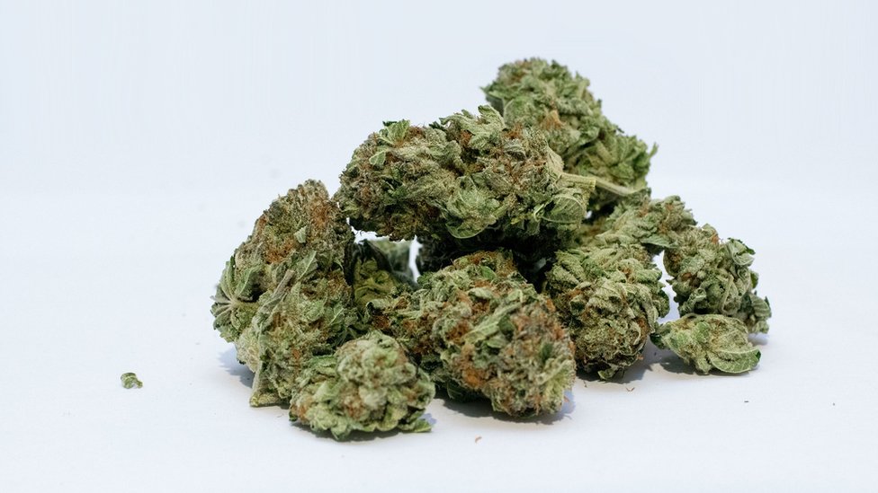 Canada don legalize Marijuana but why Nigeria no go try am - BBC News Pidgin