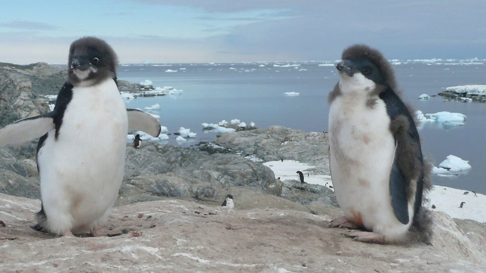 阿德利企鵝。南極洲東部部分地區的物種數量正在減少