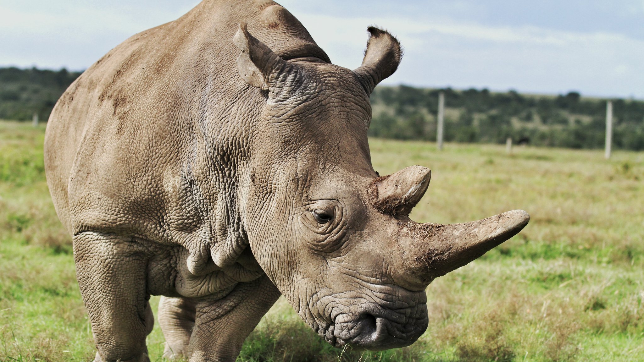 What is a mass extinction and are we causing one?