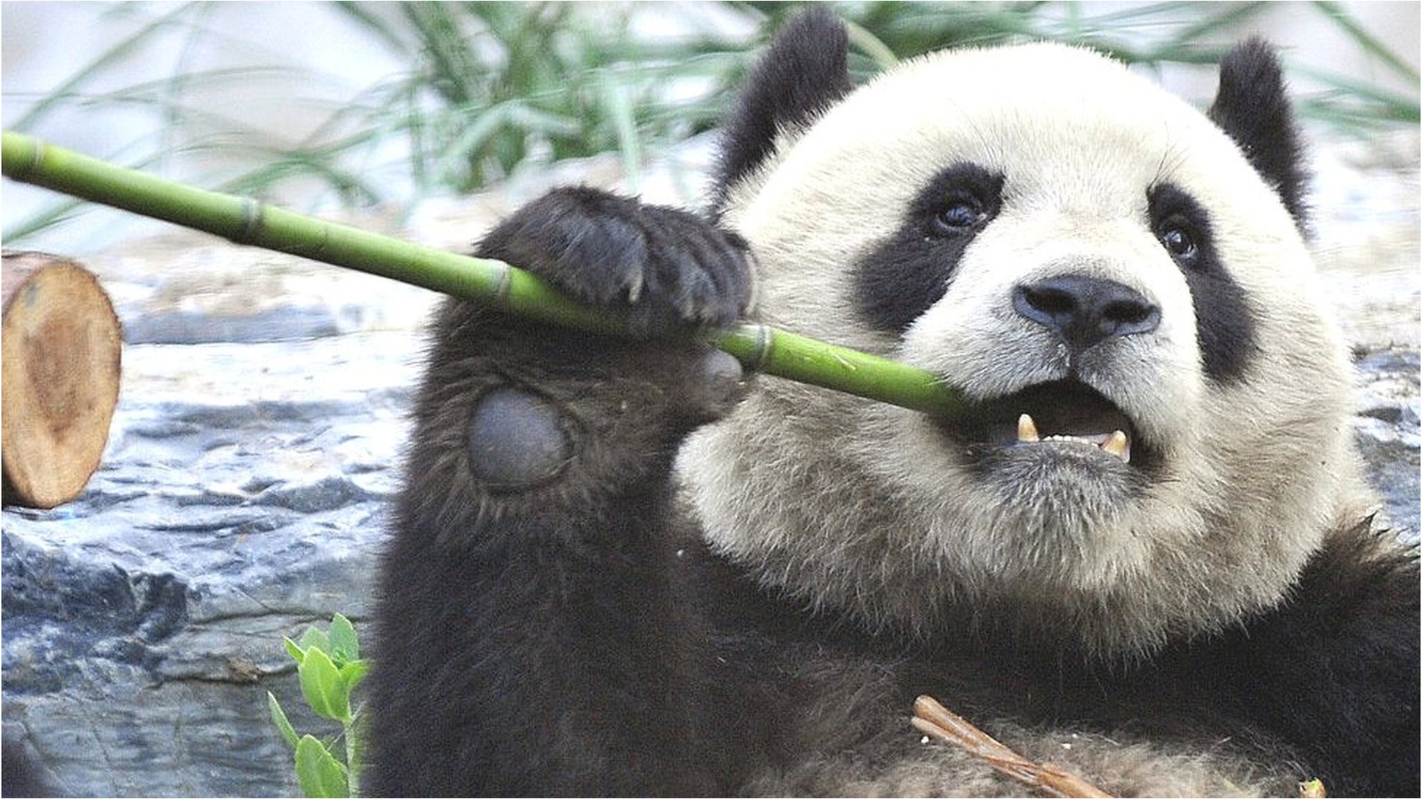 パンダ保護で他の野生動物が減少、ユキヒョウやオオカミ＝研究 - BBC 