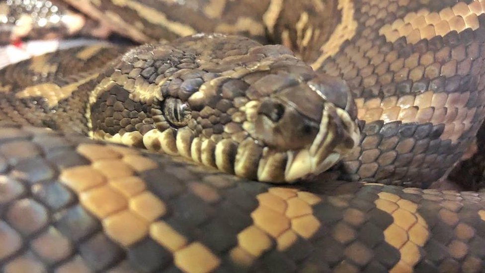 Foto de Um Par De Dados Mostra Olhos De Cobra e mais fotos de