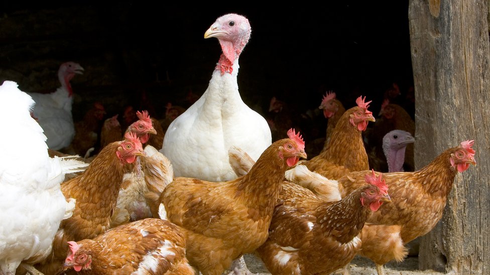 Poultry allowed outside as housing rules ease