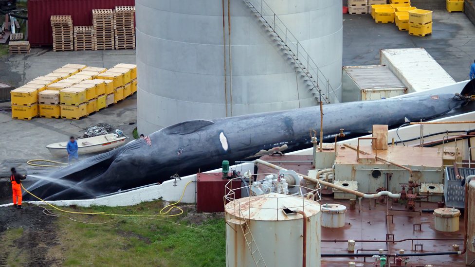 捕鯨史 ― クジラをめぐる国際問題の理解のために - 信山社出版
