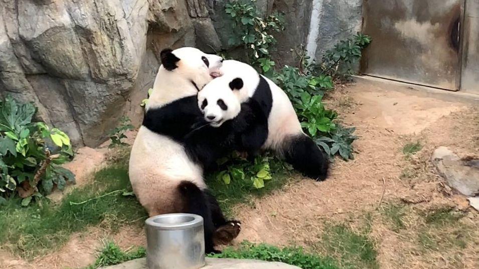 Arancel 鍔 Desesperado El panda gigante deja de estar en peligro de extinción: ¿cómo hizo China  para lograr salvar su "tesoro nacional"? - BBC News Mundo