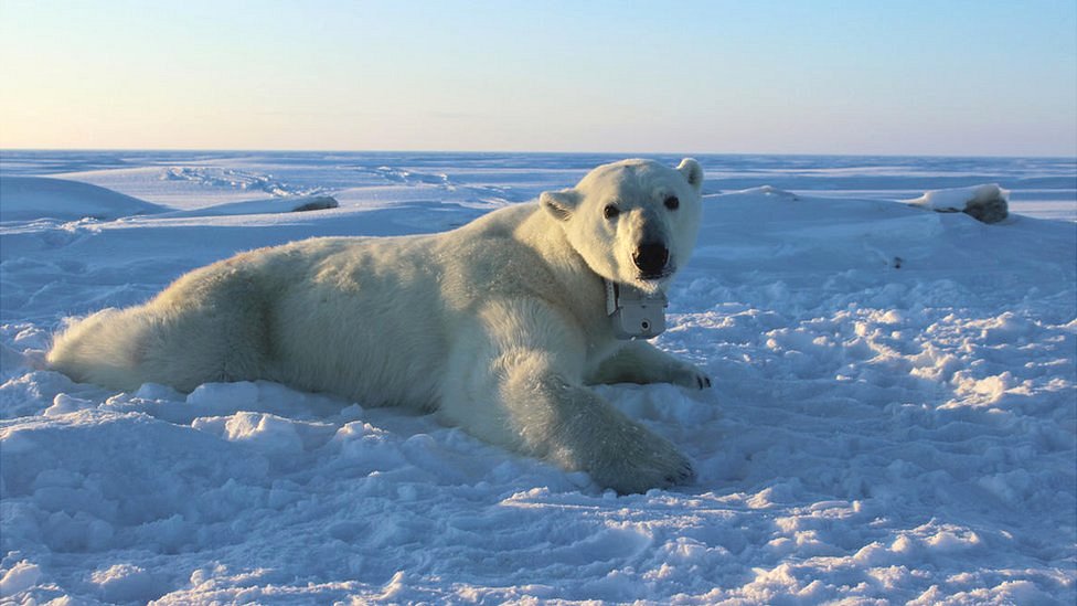Lo que revelan las cámaras que siguieron durante 2 años la vida de los osos  polares en el Ártico - BBC News Mundo