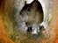 Court bid over 'rat infested' house