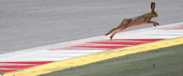 After a beaver invaded the track at Canada, Austria was treated to a hare tackling the Spielberg kerbs