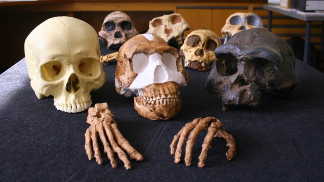 Naledi fossil prints come to London