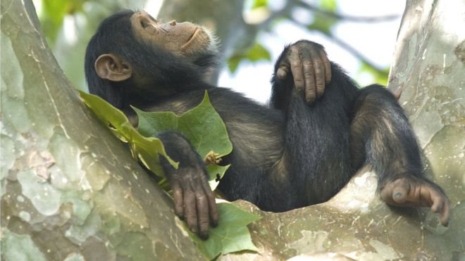 L'huile de palme une menace pour les singes d'Afrique ?
