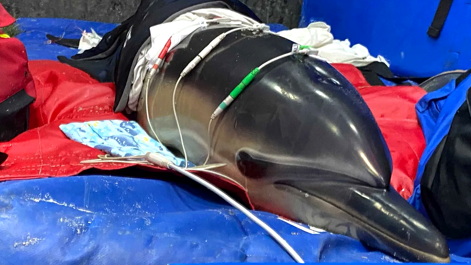 Ученые разобрались в механизме совокупления дельфинов, надув их гениталии