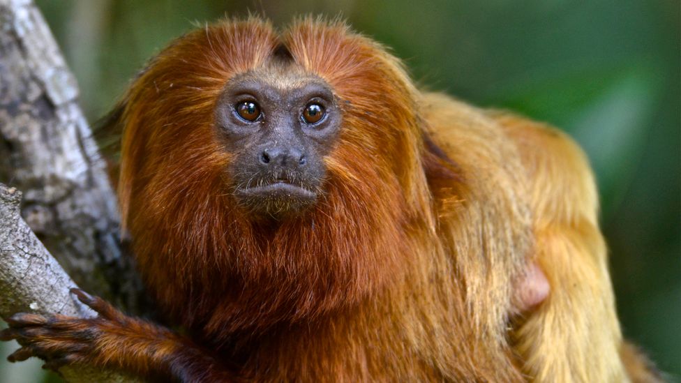 Macaco sagui em estado selvagem em são paulo brasil