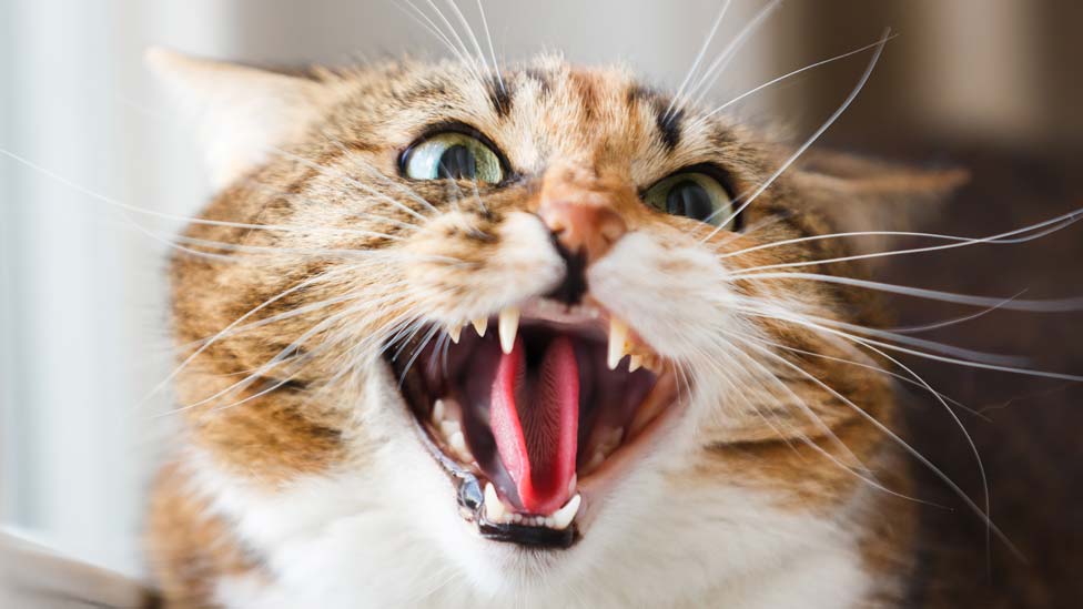 Man Wey Use Cat To Attack Police Fit Chop Five Years For Prison Bbc News Pidgin Man Wey Use Cat To Attack Police Fit Chop Five Years For Prison Bbc News Pidgin