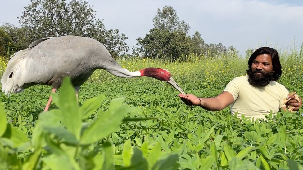 Crane confiscated from Indian man who saved it