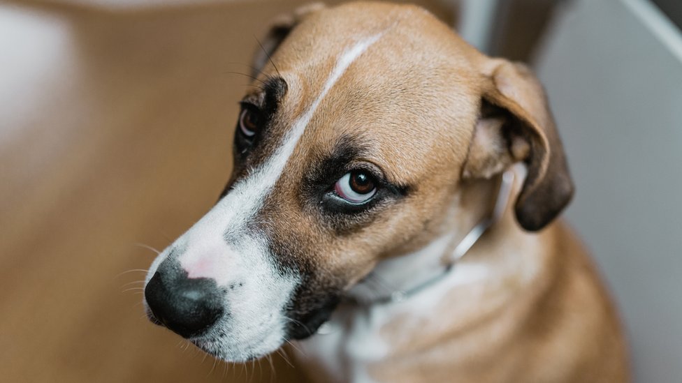 Олар кисканы әдемі трассалайды