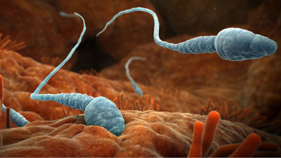 Sambuca porno yulduz filmlar