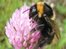 Rare bumblebee numbers grow in UK