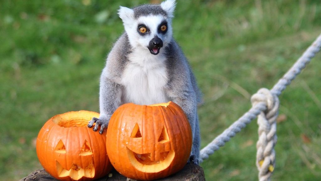 Halloween Zoo animals get a spooky surprise! CBBC Newsround