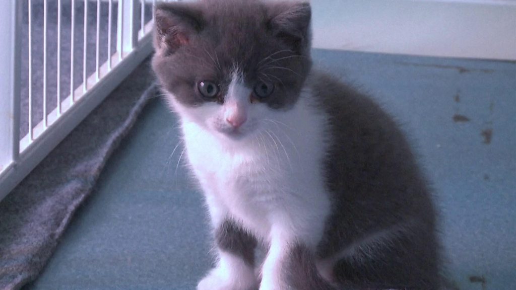 クローン猫」、中国で誕生 バイオ業界に批判も - BBCニュース