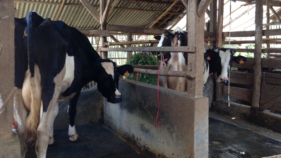 Biogas