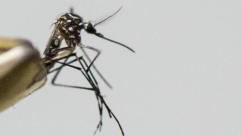 Bombay ru BBW erotikasi