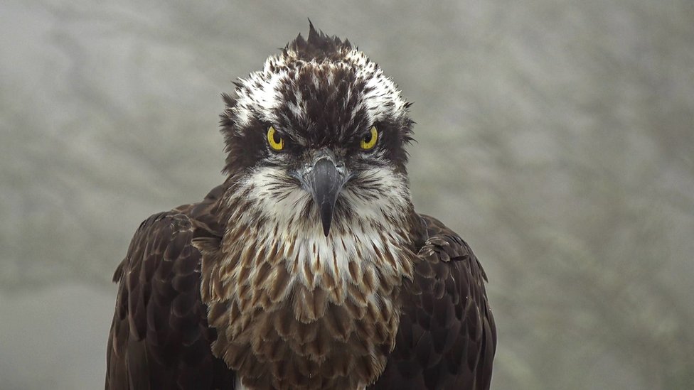 Charity gives up hope osprey will ever return