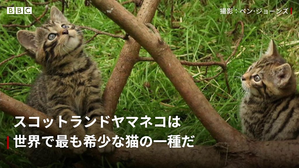 希望の星に……「実質的に絶滅」したヤマネコの子猫2匹生まれる