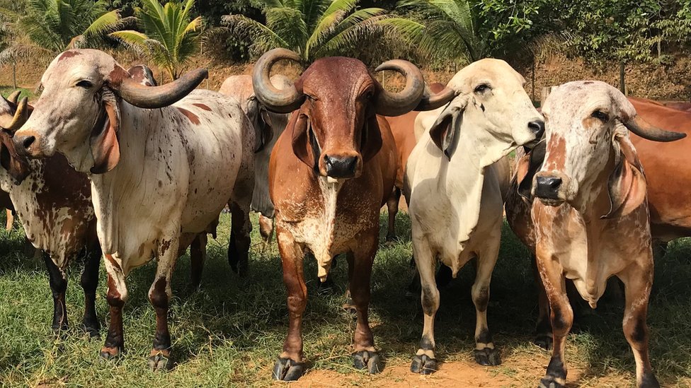 Copa do Mundo: É possível preparar 'carne de ouro' comida por