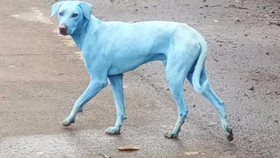 Mumbai's blue dogs