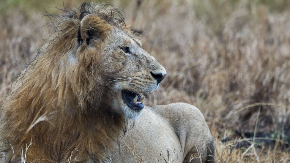 密猟者、ゾウに殺された後ライオンに食べられる 南ア - BBCニュース