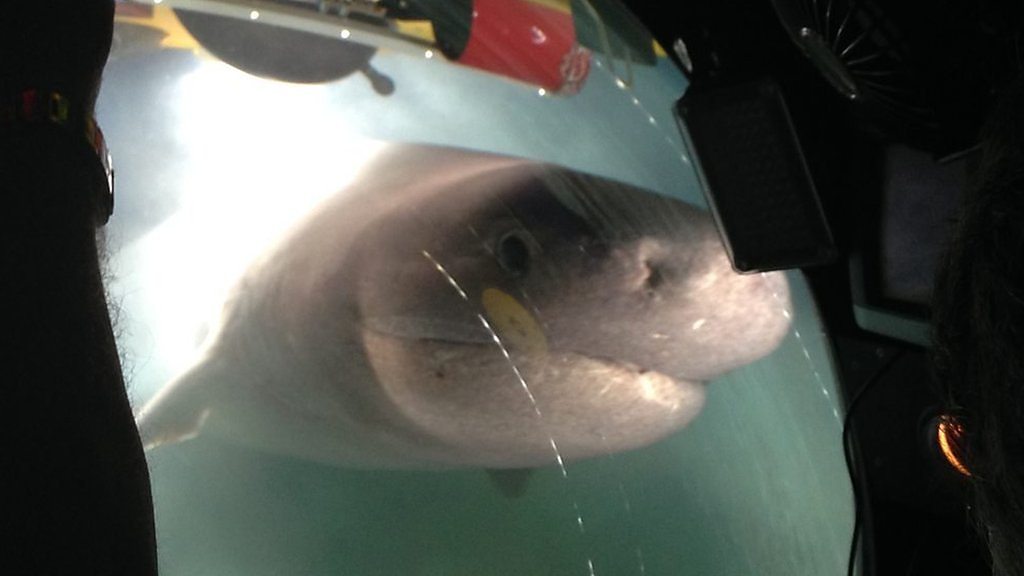 サメ 国内3月14日発売予定】 アディダス オリジナルス ZX500 OG サメ