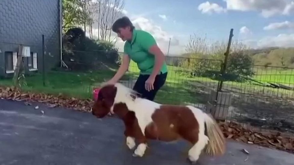 कुत्ते के साइज़ के इस घोड़े के बारे