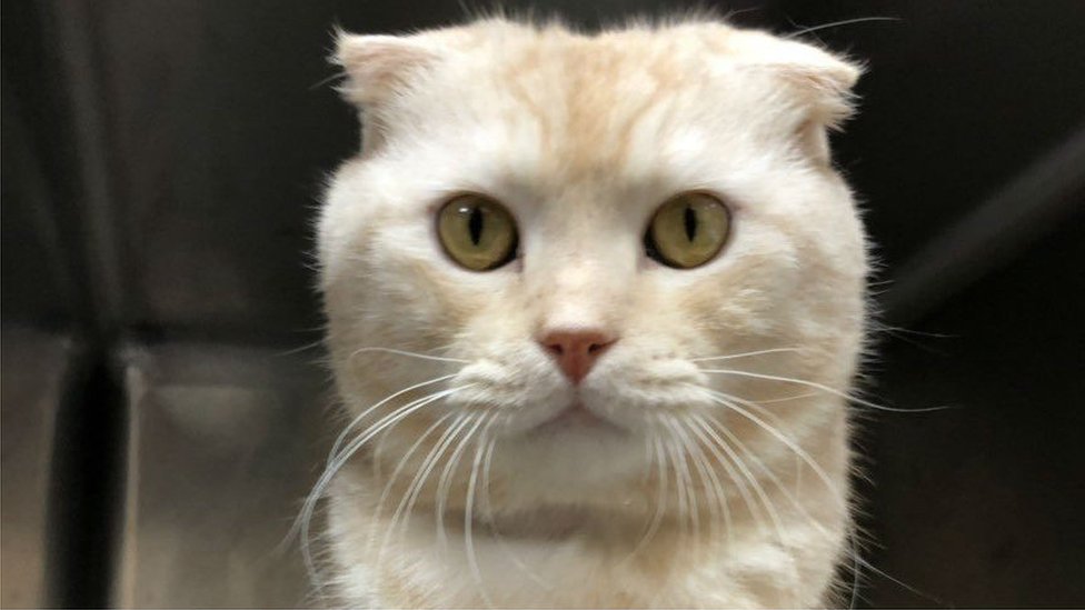 Taiwan man fined for sending cat in post