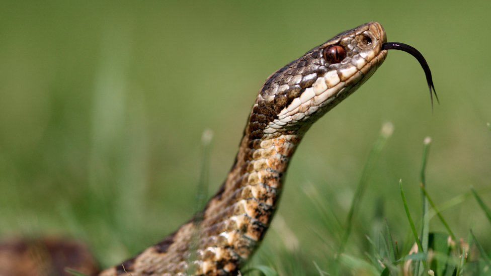 Adder sightings in Carmarthenshire prompt warning not to disturb