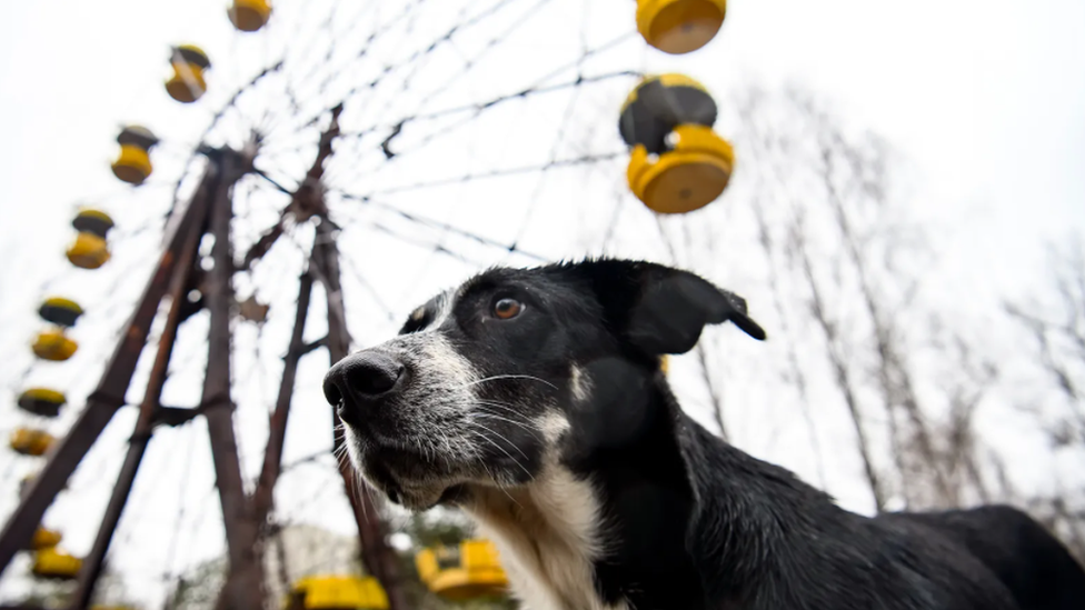 Pra fazer Efeito: Animais esquisitos no Brasil