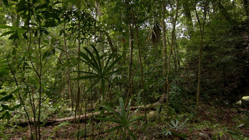 Jungla de Guatemala