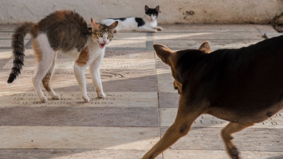 Ученые выяснили, что собаки умнее кошек - обзор СМИ - BBC News Україна