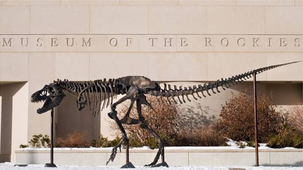 Cientistas descobrem novo dinossauro predador gigante com braços curtos,  como o T-Rex - Folha PE