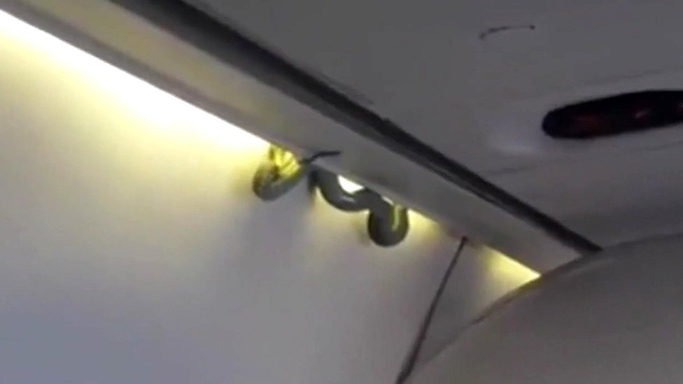 Snake on a plane!