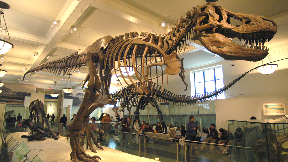 В Швейцарии с аукциона за 5,3 млн долларов продан скелет самого известного  динозавра Tirannosaurus Rex - BBC News Русская служба