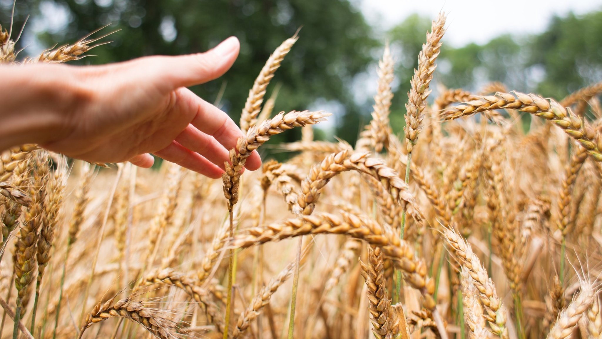 Buğday fiyatları: Küresel krizler Türkiye''yi nasıl etkileyecek? - BBC News  Türkçe