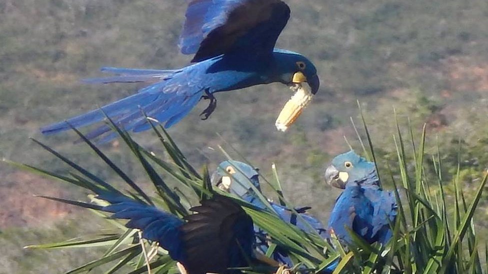 A Arara Yara, que não Era de Araraquara