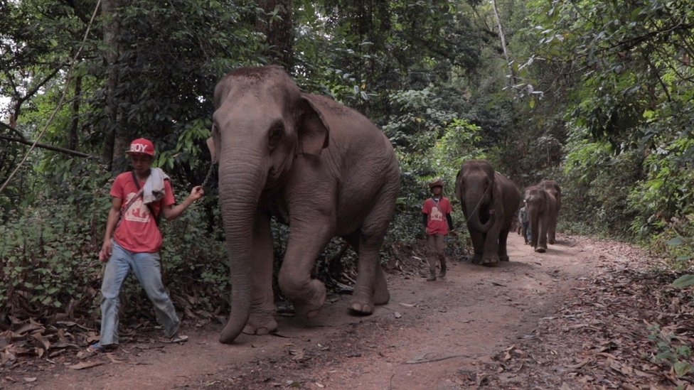 โคว ด 19 ว กฤตโรคระบาดเป ดโอกาสให ช างบ านน บร อยกล บถ น หล งธ รก จท องเท ยวฟ บ Bbc News ไทย