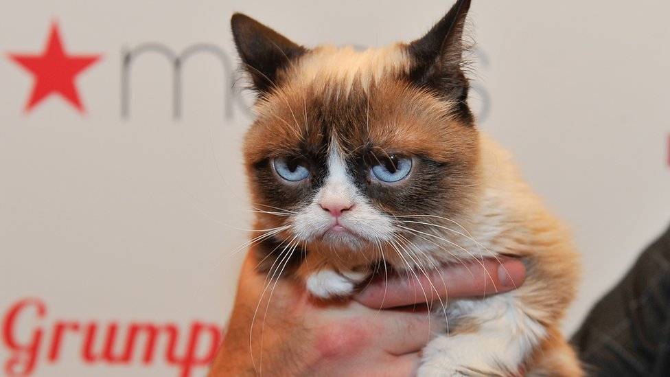 Grumpy cat