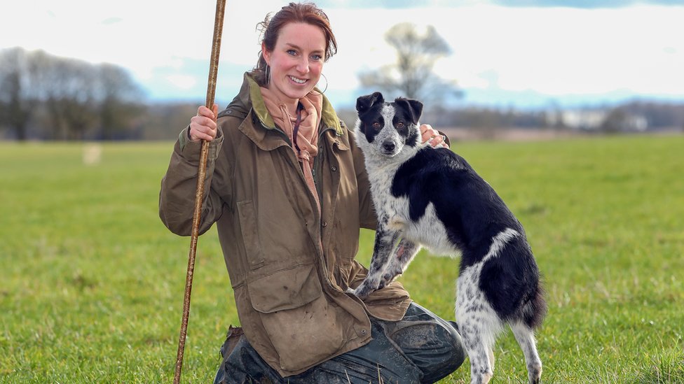 Quanto custa um Border Collie?