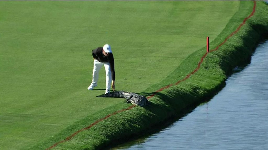 Cody Gribble pushes alligator off golf course CBBC Newsround