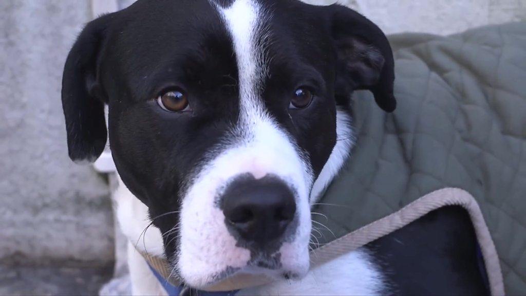 The vet treating homeless people's dogs