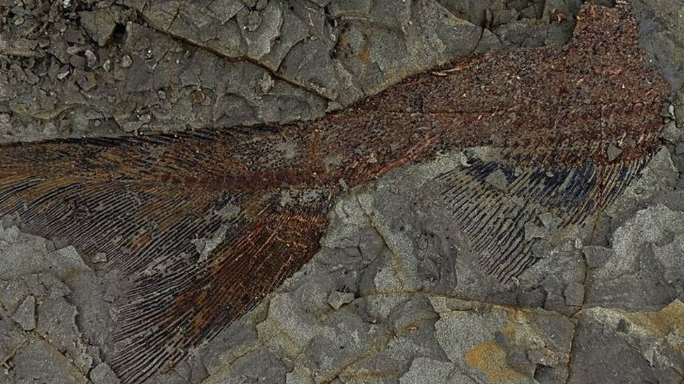 66-million-year-old Fossils Discovered - CBBC Newsround